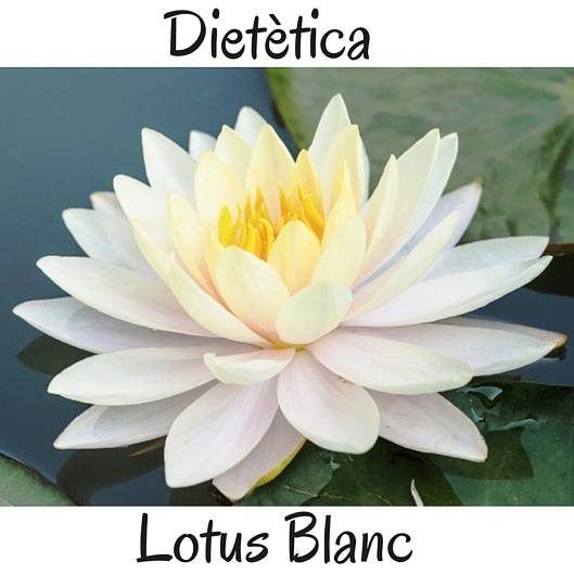 Dietètica Lotus Blanc